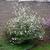 Viburnum carlesii