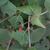 Fruit and Leaf