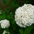 White flowers in a snowball type cluster