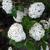 Viburnum carlesii
