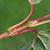 Stem and bud