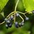 Fruits