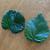 Leaf shapes