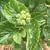 Flower buds