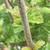 Stem