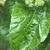 Leaf closeup