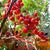 Viburnum dilatatum