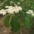 Viburnum dilatatum