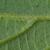 Hairs on underside of leaf