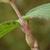 Stem