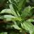 Viburnum foetidum