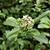 Viburnum foetidum