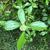 Viburnum foetidum