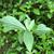 Viburnum foetidum