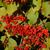 Viburnum erosum