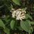 Viburnum lantana