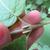 Stem and leaf attachment