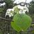 Viburnum lantanoides