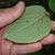 Underside of leaf