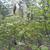 Native habitat