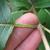 Stem and leaf attachment