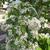 Viburnum luzonicum