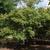 Viburnum luzonicum