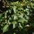 Viburnum luzonicum