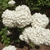 Big, spherical clusters of sterile white flowers.