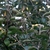 Shoots with opposite leaves and small terminal flower clusters.