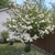 Loose shrub with large spherical clusters of white flowers.