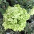 Spherical cluster of green, immature, sterile flowers.