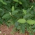 Leafy shoots; opposite, ovate leaves & finely serrate margins