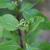 Leaves and buds