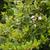 Leaves and stem