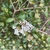 Viburnum obovatum 'Mrs Schillers Delight'