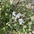 Viburnum obovatum 'Mrs Schillers Delight'