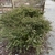 Viburnum obovatum 'Mrs Schillers Delight'