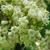 Flowers of var odoratissim