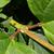 Stem
