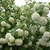 Viburnum opulus 'Roseum'