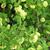 Stems, leaves, flowers