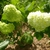 Viburnum opulus 'Roseum'