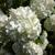 Close up of flower