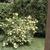 Form in bloom