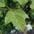 Leaves and stem