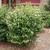 Viburnum plicatum f. tomentosum 'Summer Snowflake'