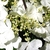 Close-up of large white sterile & small white fertile flowers.