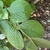 Opposite ovoid leaves with strongly immersed secondary veins
