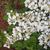 Viburnum plicatum f. tomentosum